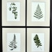 Avatar belonging to GardenGalleries