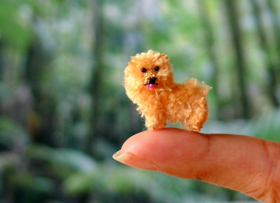 mini maltese terrier