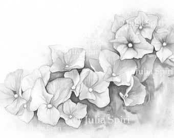 GRAYSCALE Coloring Pages, Digital stamp, Flowers. Hydrangea