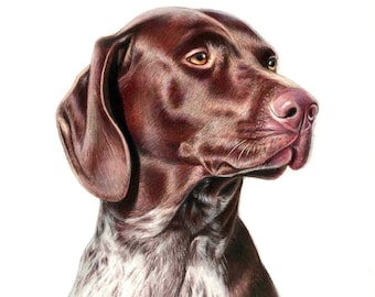 May include: A detailed pencil drawing of a brown and white German Shorthaired Pointer dog. The dog is looking to the right of the image with its head tilted slightly. The drawing is signed "Aliz" in the bottom right corner.