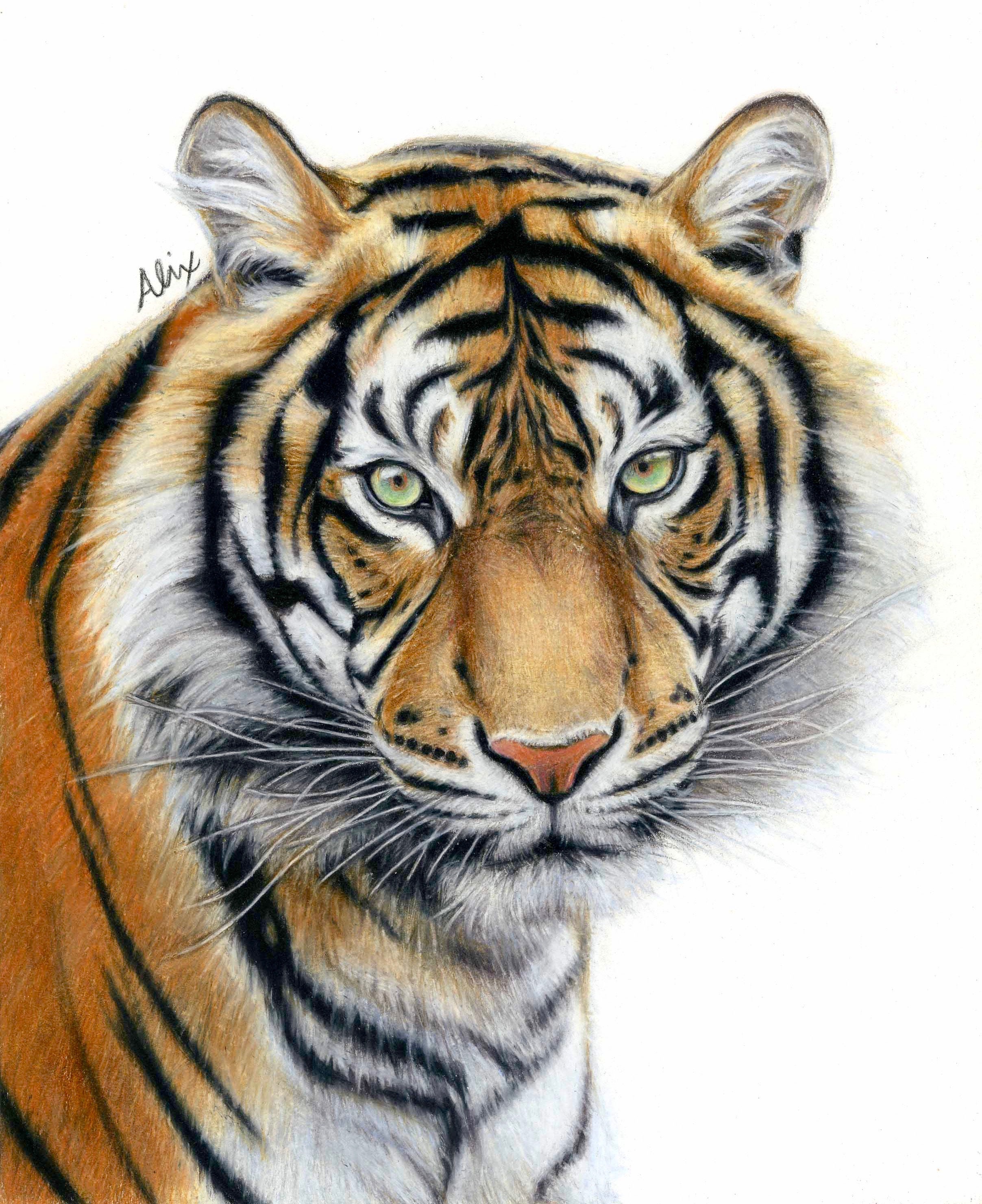 ORIGINAL Tiger Colored Pencil Drawing Etsy