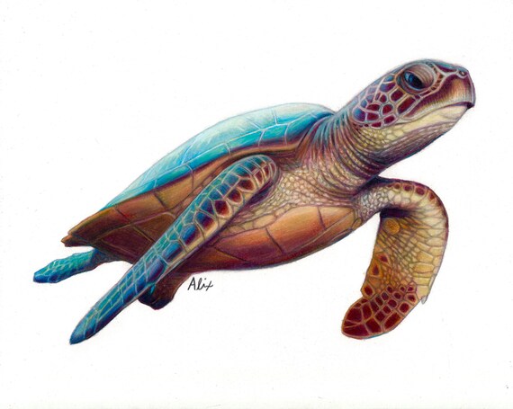 Realistic Sea Turtle Drawing - Drawing.rjuuc.edu.np