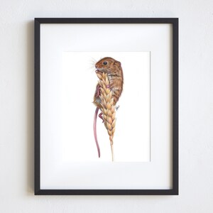 5x7 Harvest Mouse Colored Pencil Print