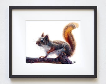 5x7 Squirrel Colored Pencil Print