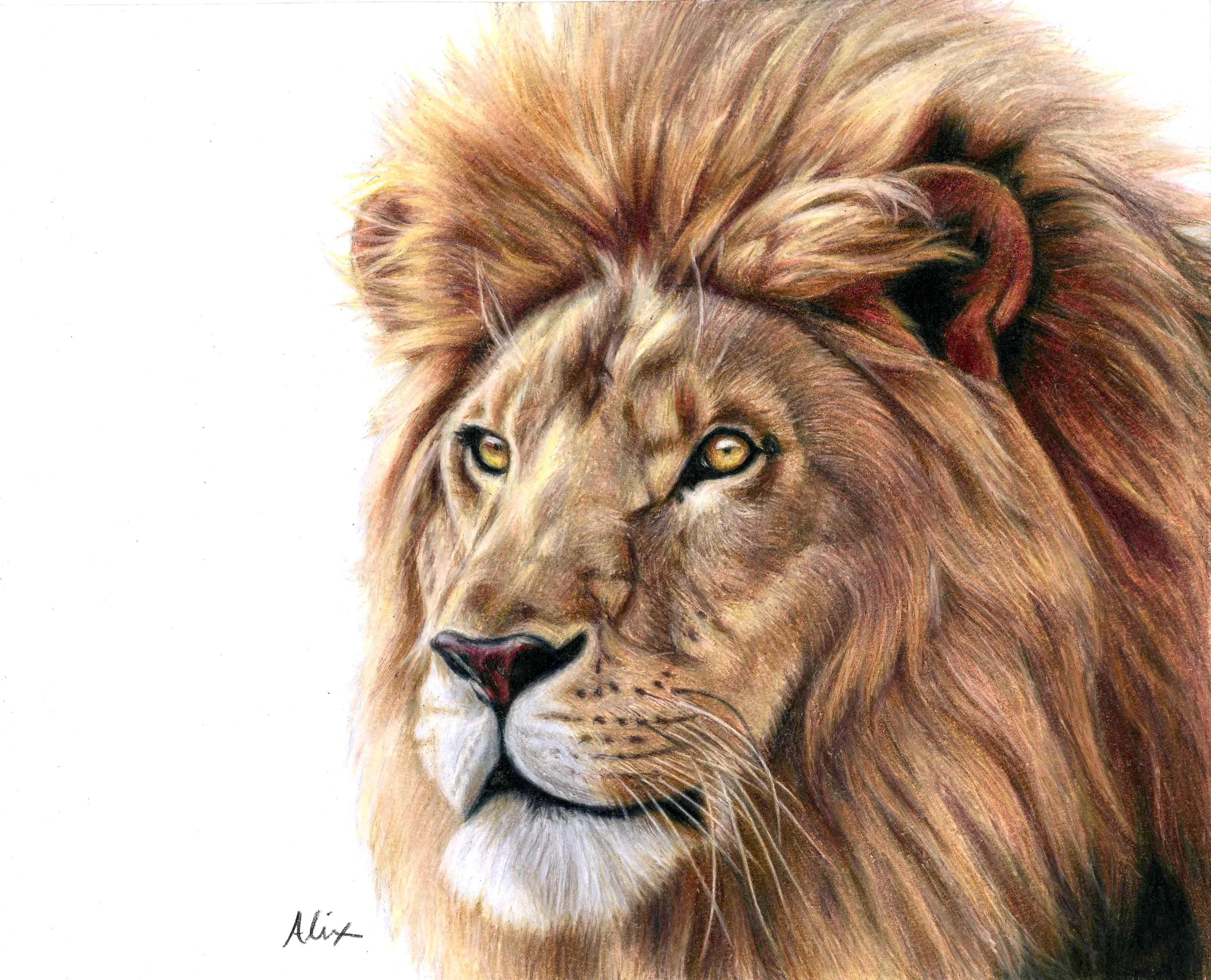 ORIGINAL Lion Colored Pencil Drawing Etsy