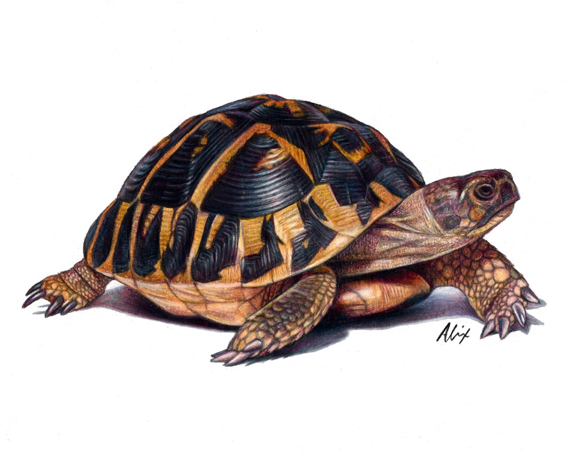 ORIGINAL Tortoise Colored Pencil Drawing Etsy