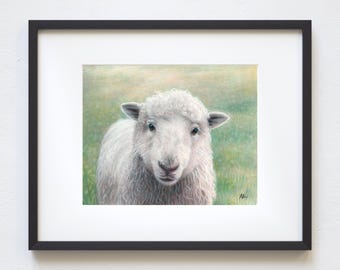 8x10 Sheep Colored Pencil Print