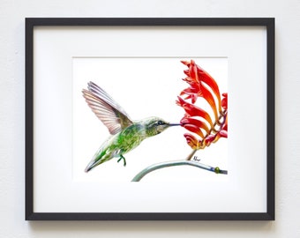 5x7 Hummingbird Colored Pencil Print