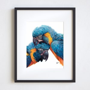 8x10 Macaws Colored Pencil Print