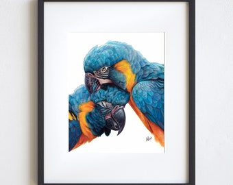 8x10 Macaws Colored Pencil Print