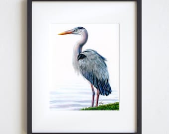 5x7 Great Blue Heron Colored Pencil Print