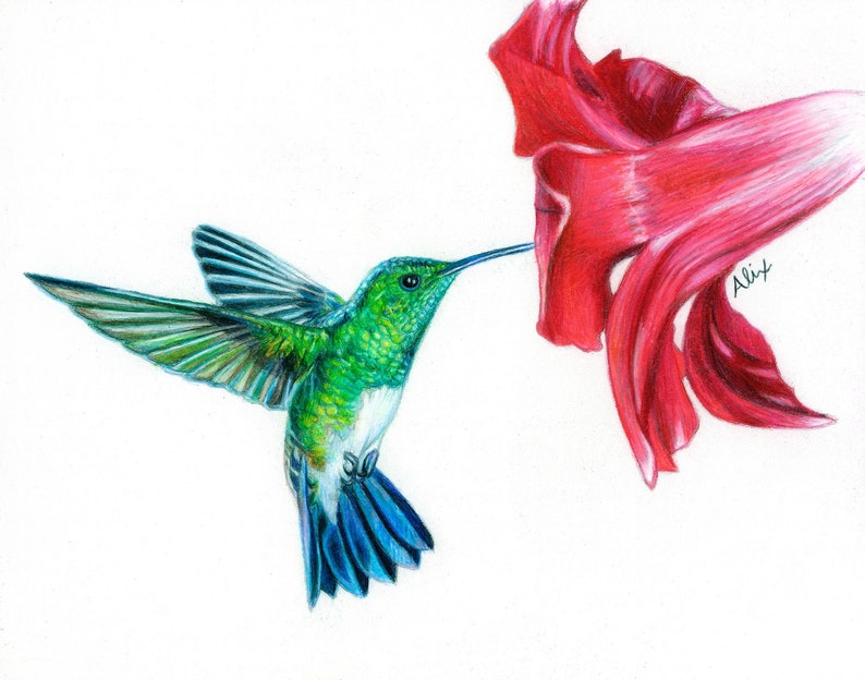 5x7 Hummingbird Colored Pencil Print Etsy