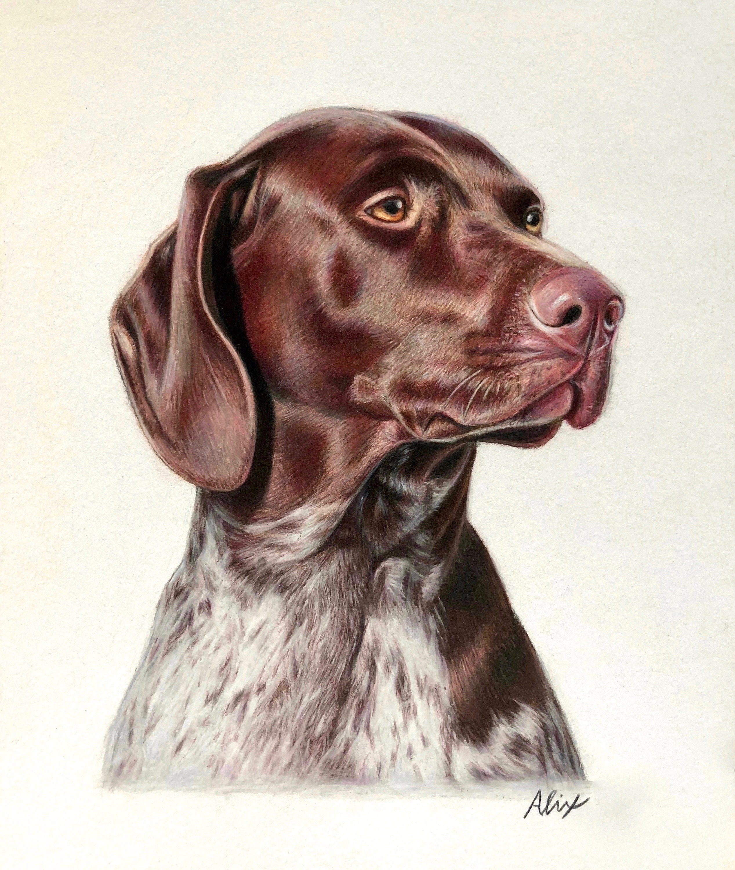 Custom Colored Pencil Pet Portrait Etsy