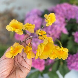 Pode incluir: Um cacho de flores amarelo-vibrante com centros laranja preso a um caule fino castanho-escuro. As p&eacute;talas s&atilde;o delicadas e onduladas, exibindo um tom dourado brilhante que contrasta com as flores de hort&ecirc;nsia roxas desfocadas ao fundo.