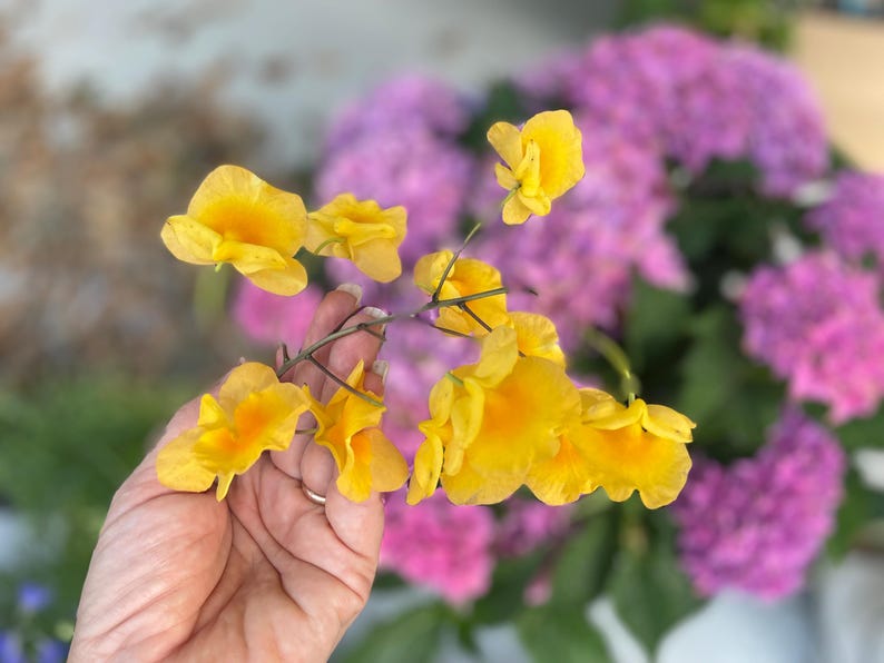 Pode incluir: Um cacho de flores amarelo-vibrante com centros laranja preso a um caule fino castanho-escuro. As p&eacute;talas s&atilde;o delicadas e onduladas, exibindo um tom dourado brilhante que contrasta com as flores de hort&ecirc;nsia roxas desfocadas ao fundo.
