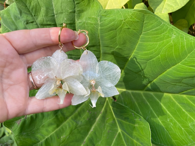 Pode incluir: Um par de brincos pendentes com p&eacute;talas de orqu&iacute;dea transl&uacute;cidas em tom branco sujo, presas a aros met&aacute;licos finos e circulares em tom dourado. As p&eacute;talas possuem uma textura delicada e nervurada com centros subtis em amarelo p&aacute;lido.