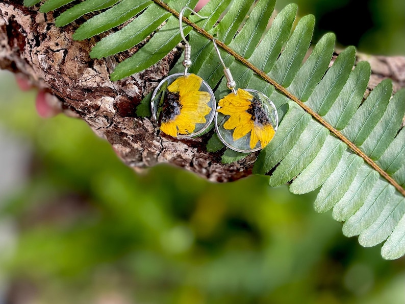 May include: Round earrings with pressed yellow sunflowers set in clear resin, with silver-coloured hooks. The earrings are shown against green leaves and a brown branch, creating a natural aesthetic.