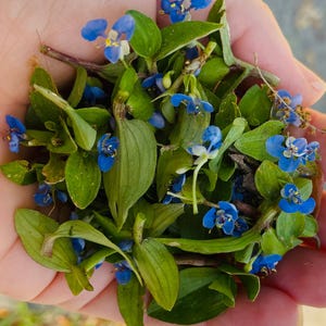 Puede incluir: Primer plano de un pu&ntilde;ado de peque&ntilde;as flores azules con hojas verdes. Las flores tienen p&eacute;talos de color azul brillante y centros amarillos. Las hojas son de un verde vibrante, creando un aspecto fresco y natural.