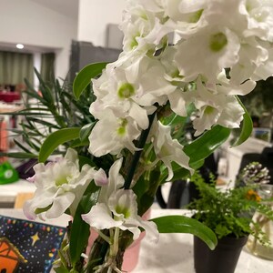 Pode incluir: Uma planta de orqu&iacute;dea Dendrobium em vaso com numerosas flores brancas com centros verde-p&aacute;lidos e bordas subtilmente tingidas de rosa. A planta tem folhas verdes longas e finas e &eacute; apoiada por uma estaca preta fina, com um pequeno feto ao lado.