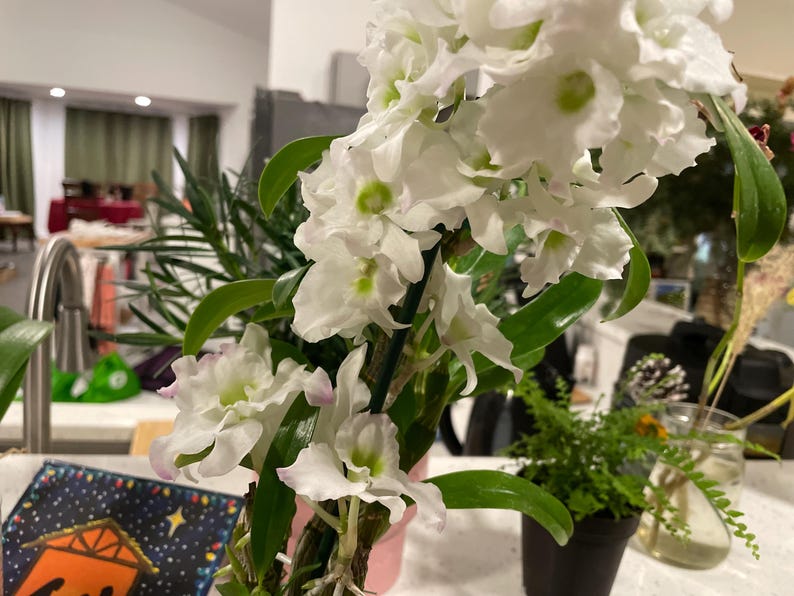 Pode incluir: Uma planta de orqu&iacute;dea Dendrobium em vaso com numerosas flores brancas com centros verde-p&aacute;lidos e bordas subtilmente tingidas de rosa. A planta tem folhas verdes longas e finas e &eacute; apoiada por uma estaca preta fina, com um pequeno feto ao lado.