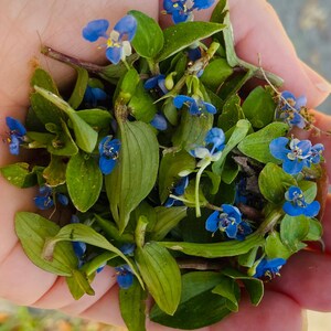 K&ouml;nnte beinhalten: Eine Hand h&auml;lt einen Strau&szlig; blauer und gr&uuml;ner Wildblumen. Die Blumen haben zarte blaue Bl&uuml;tenbl&auml;tter und gr&uuml;ne Bl&auml;tter.