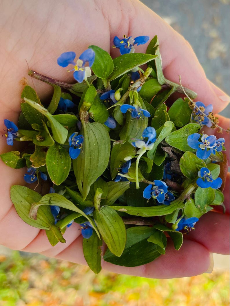 K&ouml;nnte beinhalten: Eine Hand h&auml;lt einen Strau&szlig; blauer und gr&uuml;ner Wildblumen. Die Blumen haben zarte blaue Bl&uuml;tenbl&auml;tter und gr&uuml;ne Bl&auml;tter.
