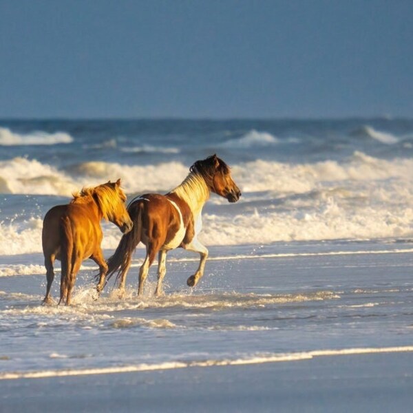 Wild Horses Running Through the Surf Ocean Beach - Wide Panoramic Paper Print - Landscape Photography