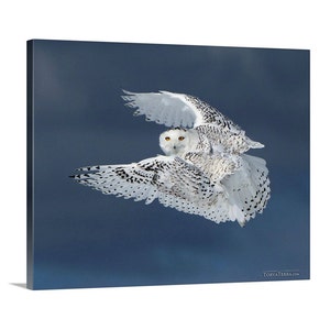 Canvas Print of Snowy Owl in Flight Canada Stormy Blue Sky Bird Flying Wings Open - Wildlife Photography