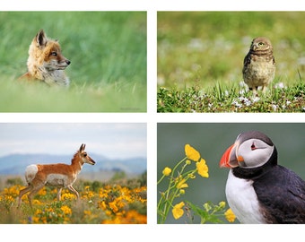 Spring Wildlife Paper Print Collection Red Fox, Burrowing Owl, Pronghorn, Puffin in Wildflowers Set - Fine Art Wildlife Photography