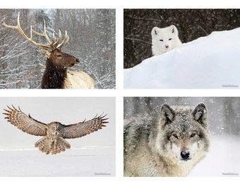 Wildlife in Snow Paper Print Collection Elk, Arctic Fox, Great Grey Owl, Timber Wolf - Fine Art Wildlife Photography