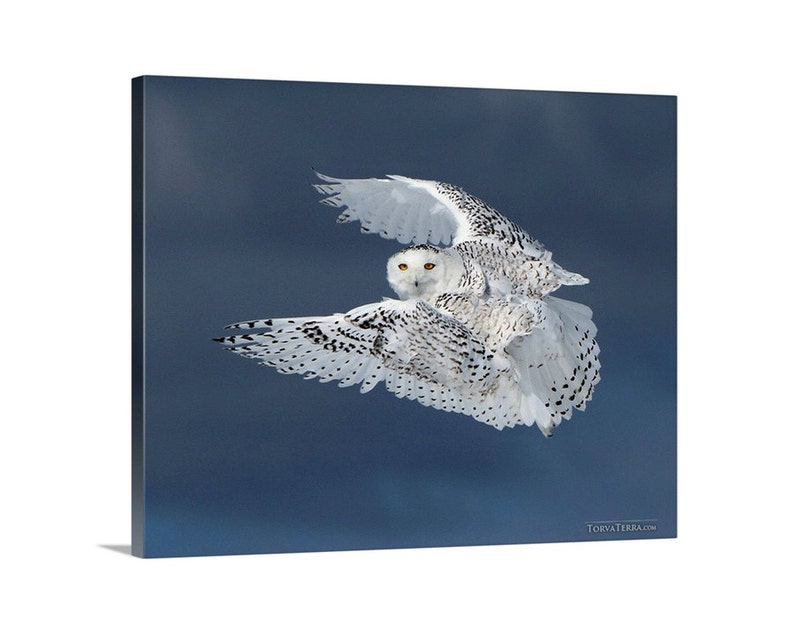 Canvas Print of Snowy Owl in Flight Canada Stormy Blue Sky Bird Flying Wings Open Wildlife Photography image 1