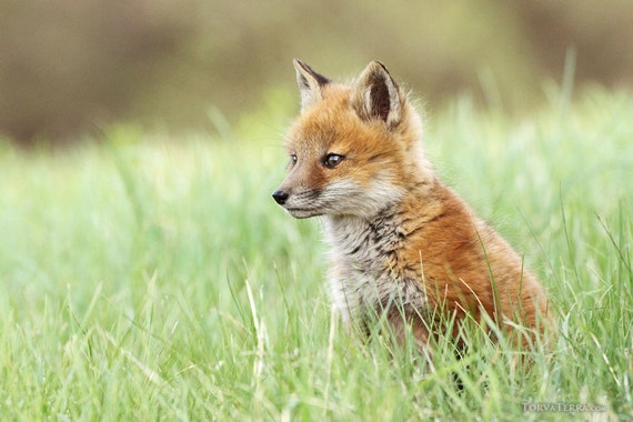 Little Red Fox Kit Sitting In Grassy Meadow Spring Cute Young Etsy