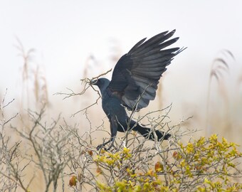 Foggy Crow in Flight Bird Flying Open Wings Paper Print - Wildlife Photography