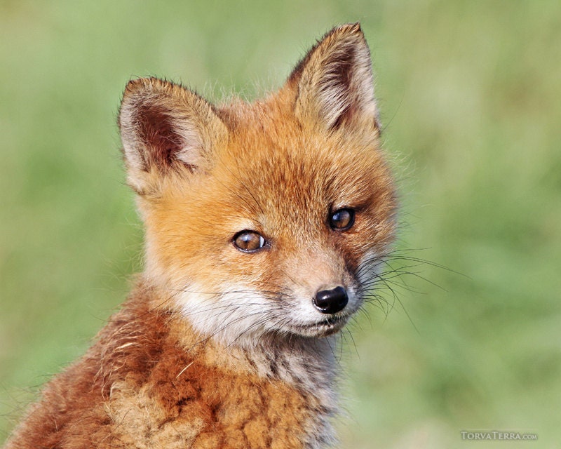 Red Fox Kit Portrait Cute Young Baby Animal Up Close Paper Etsy