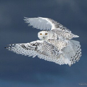 Canvas Print of Snowy Owl in Flight Canada Stormy Blue Sky Bird Flying Wings Open Wildlife Photography image 2