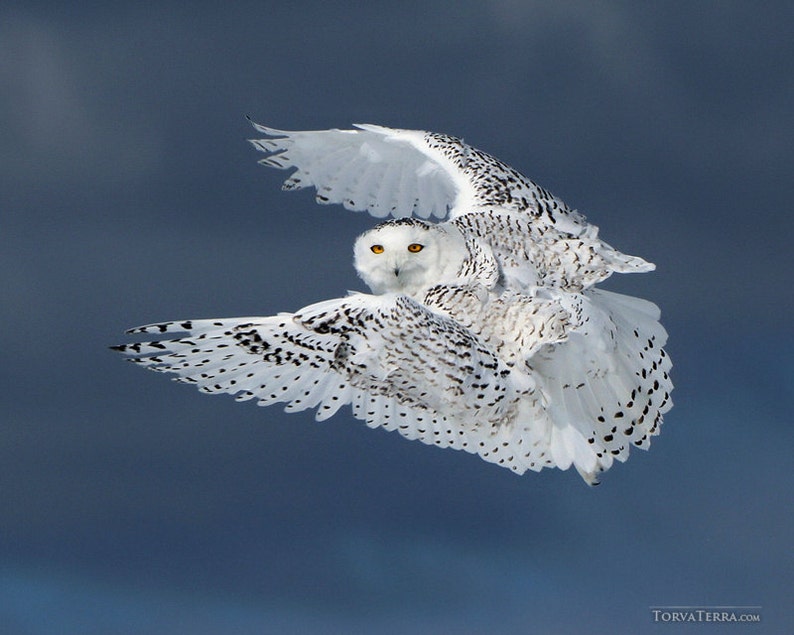 Canvas Print of Snowy Owl in Flight Canada Stormy Blue Sky Bird Flying Wings Open Wildlife Photography image 2