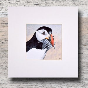 A Farne's Puffin. A superb giclee art print from a Ray Stephenson original watercolour painting.