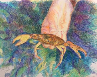 Wyatt's Crab - colored pencil