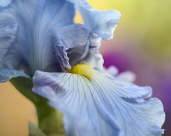 Flower photography,blue iris garden art,dreamy blue flower,bearded iris print,pastel floral garden art,floral nursery decor,aqua blue flower