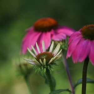 Floral Art,Flower Fine Art Photography, Botanical Art Print,Echinacea Coneflower Print,Nature Artwork,Pink Coral Mint Flower Fine Art Photo