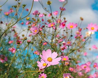 Flower Photography, Fine Art Nature Photography Print, Botanical Photography, Floral Pink Cosmos Flower, Pink Teal Blue Pastel Nursery Decor