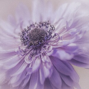 Flower Photography,Anemone Art Print,Lavender Floral Wall Art, Cottage Chic Decor,Pastel Purple Floral Nursery Decor,Fine Art Photography