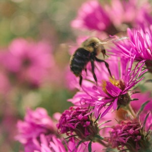 Bee Decor Fine Art,Bumble Bee Print,Pink Pastel Flower,Summer,Spring Meadow Flowers,Bee Print,Nature,Whimsy Nursery Decor,Botanical Fine Art