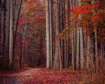 Autumn Foliage Photography,Forest Art,Fall Decor,Red Autumn Trees Print,Autumn Decor,Red Foliage,Fall Landscape Photo,Autumnal Home Decor