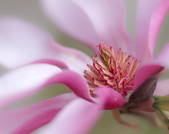 Pink Saucer Magnolia, Flower Photography, Blooms, Flowers, Fine Art, Magnolia, Pink Blossoms, Floral Photography Pink Pastel, Nursery Art