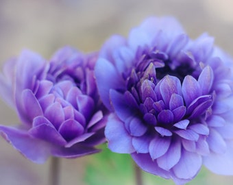 Flower Photography,Anemone Art,Blue Floral Wall Art,Lavender Cottage Chic Decor,Pastel Floral Nursery Decor,Anemone Flower Fine Art