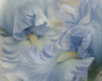 Iris Flower Photography,Blue Bearded Iris Print,Pastel Floral Nursery Decor,Powder Blue,Floral Bedroom Decor,Iris Flower Fine Art Print