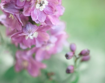 Flower Photography,Pink Delphinium,Purple Mint Green,Pastel Floral Nursery Decor,Purple Flower Print,Spring Garden Art,Fine Art Flower Photo