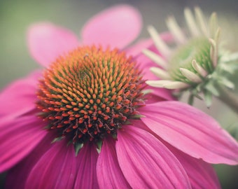 Floral Art,Flower Botanical Art Print,Pastel Floral Nursery Decor,Coneflower Photography,Nature Artwork,Pink Coral Mint Flower Fine Art