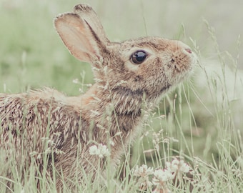 Spring Bunny Print, Wild Rabbit Portrait, Nursery Decor